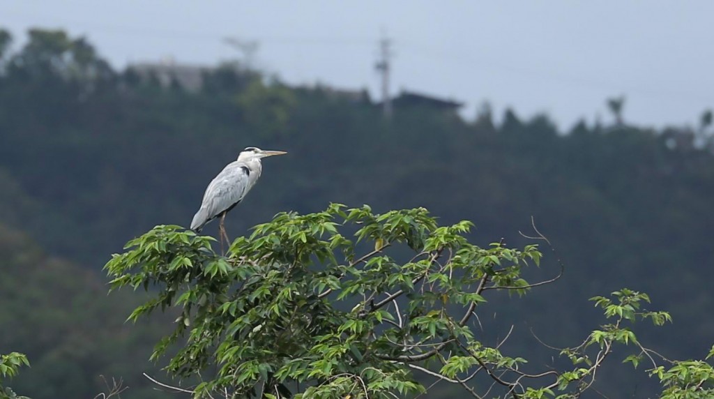 GreyHeron1