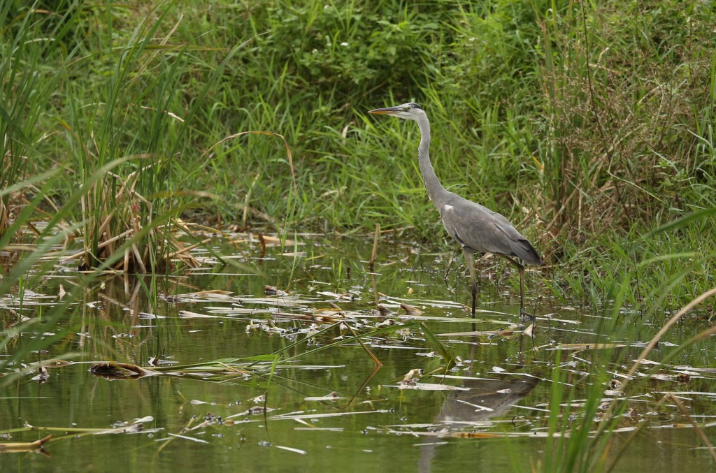 GreyHeron3