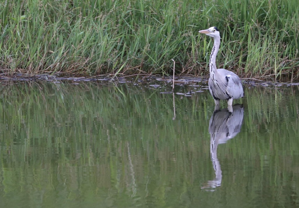 GreyHeron4