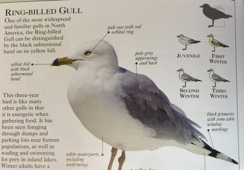 Ring-billedGull